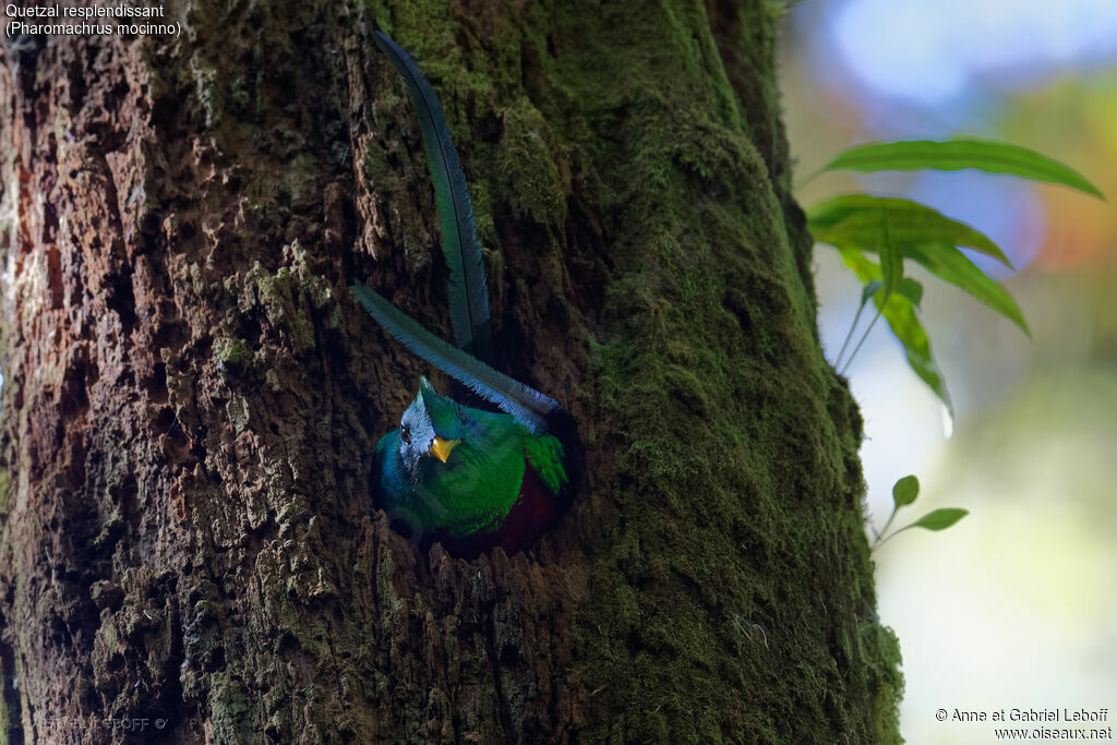 Quetzal resplendissant mâle, Nidification