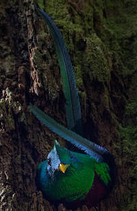 Quetzal resplendissant