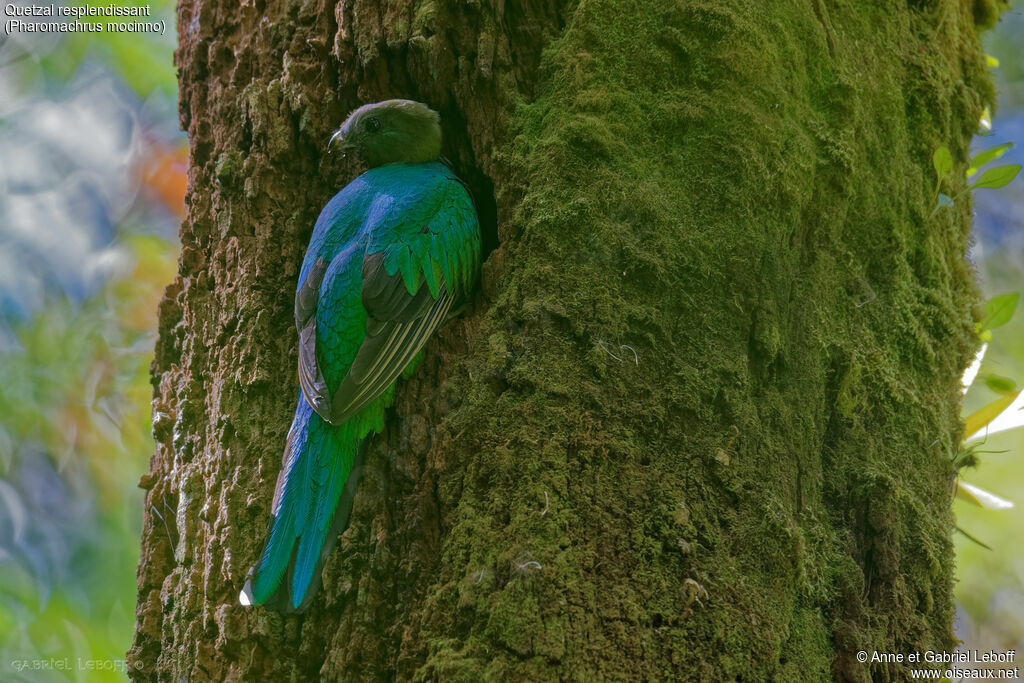 Resplendent Quetzal female, Reproduction-nesting