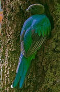 Resplendent Quetzal