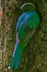 Quetzal resplendissant