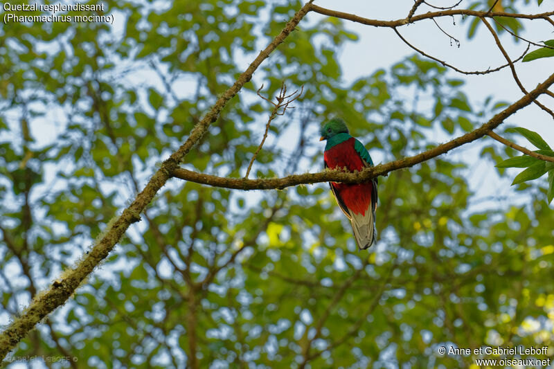 Quetzal resplendissant mâle immature