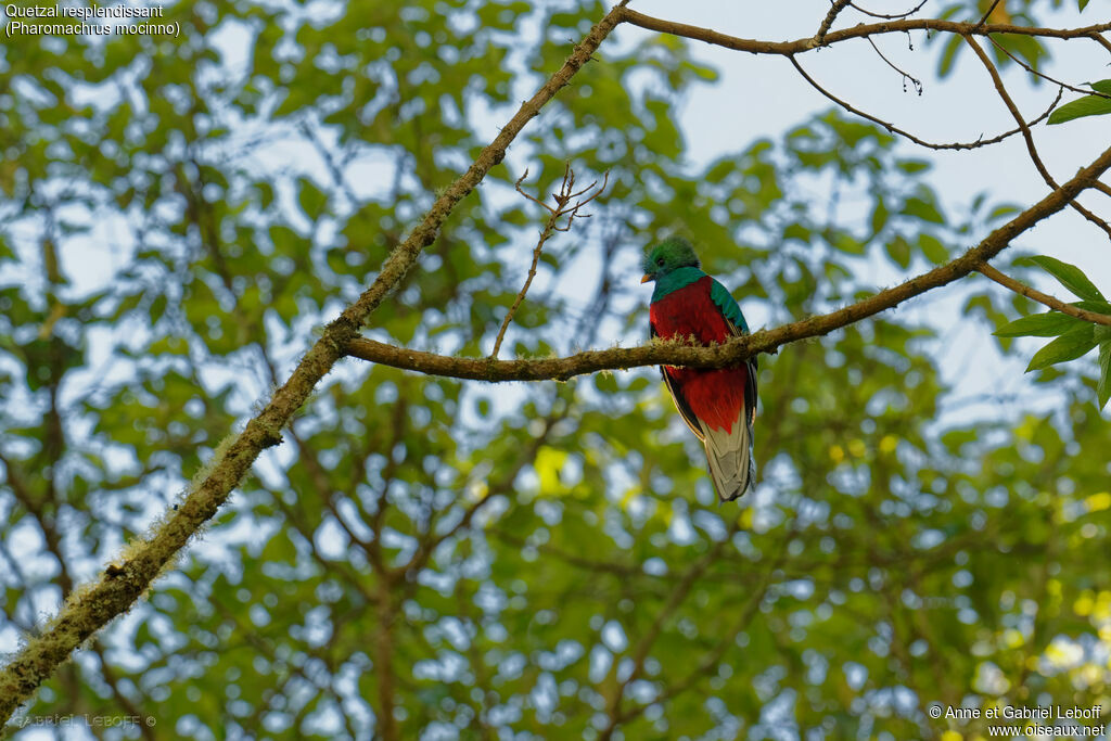 Resplendent Quetzal male immature