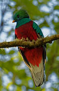 Quetzal resplendissant