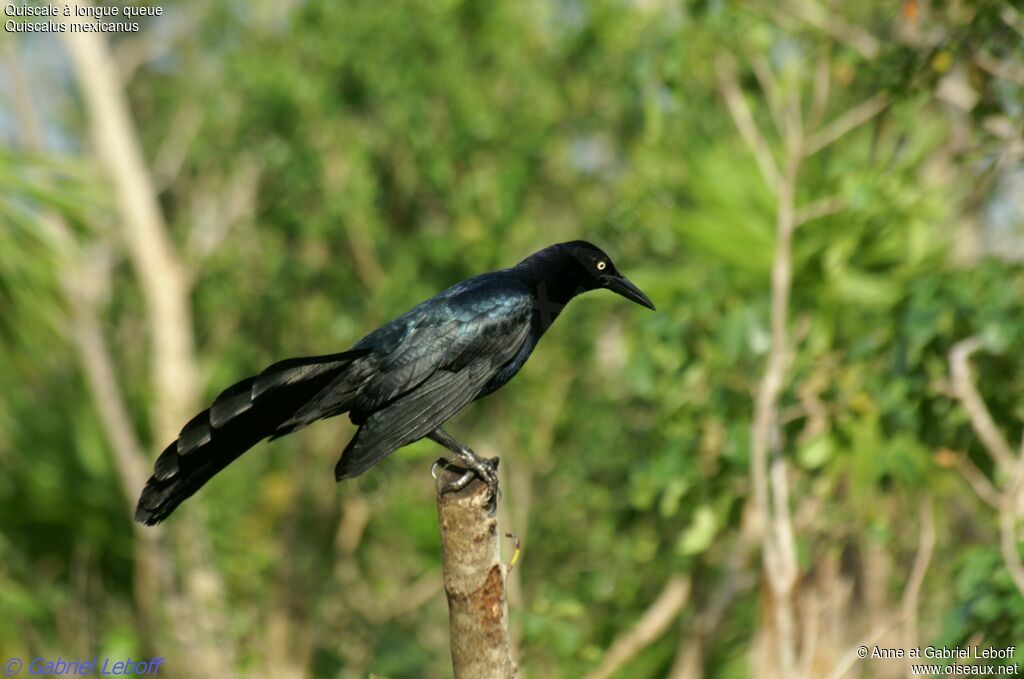 Great-tailed Grackle