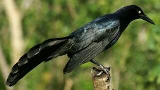 Great-tailed Grackle