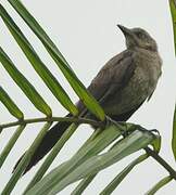 Great-tailed Grackle