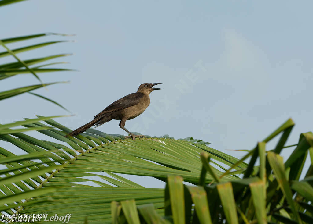 Great-tailed Grackle female adult, pigmentation