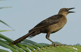 Great-tailed Grackle