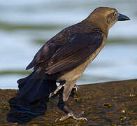 Great-tailed Grackle