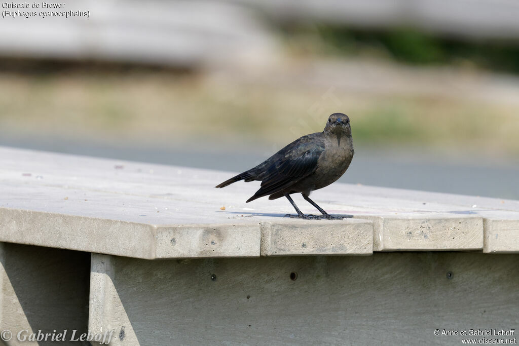 Brewer's Blackbird