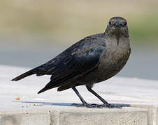 Brewer's Blackbird