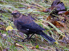 Rusty Blackbird