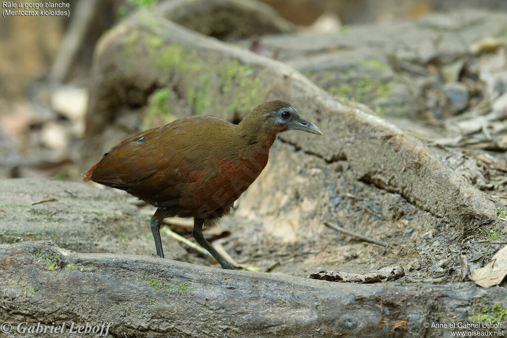 Madagascan Wood Rail