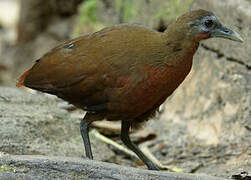 Madagascar Forest Rail