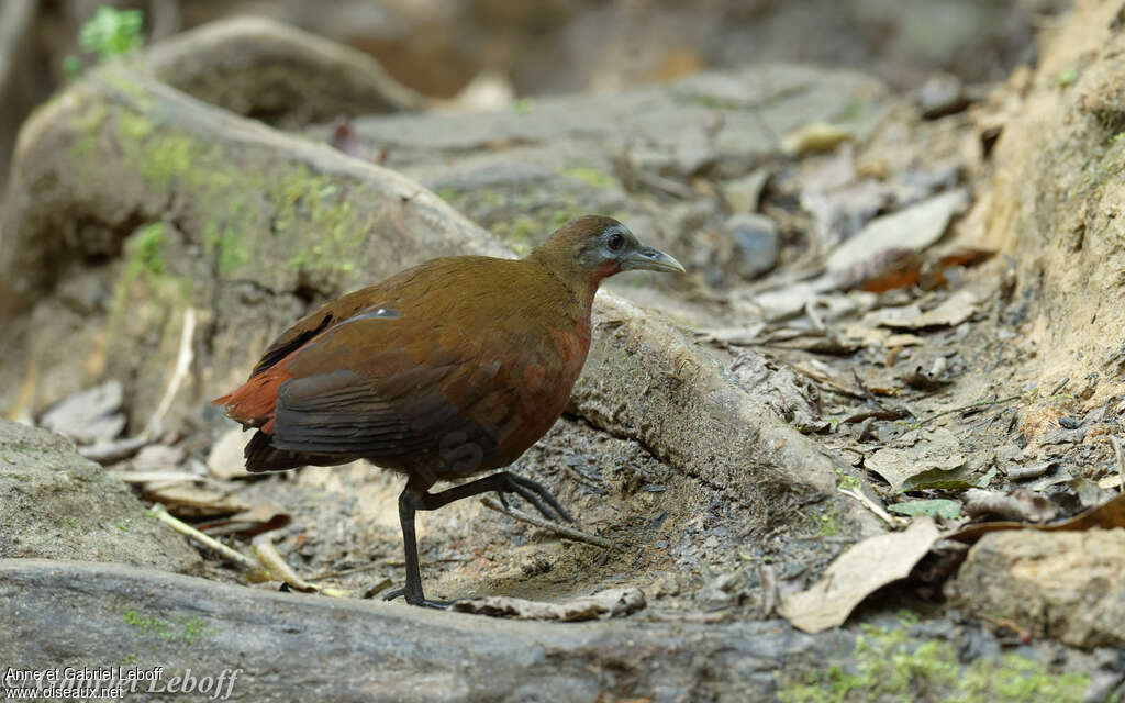 Madagascan Wood Rail, identification