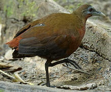 Madagascan Wood Rail