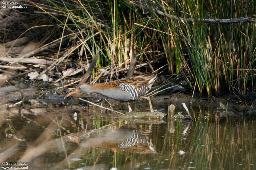 Water Rail