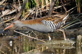 Water Rail