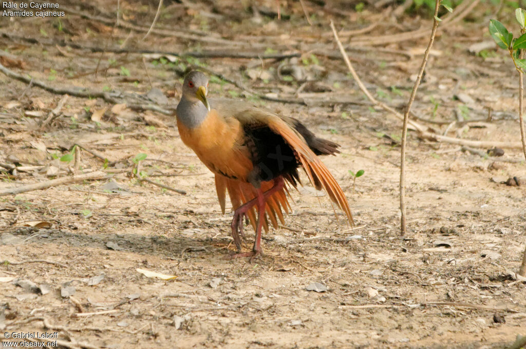 Grey-cowled Wood Rail