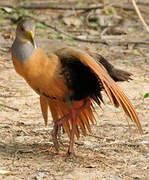 Grey-necked Wood Rail