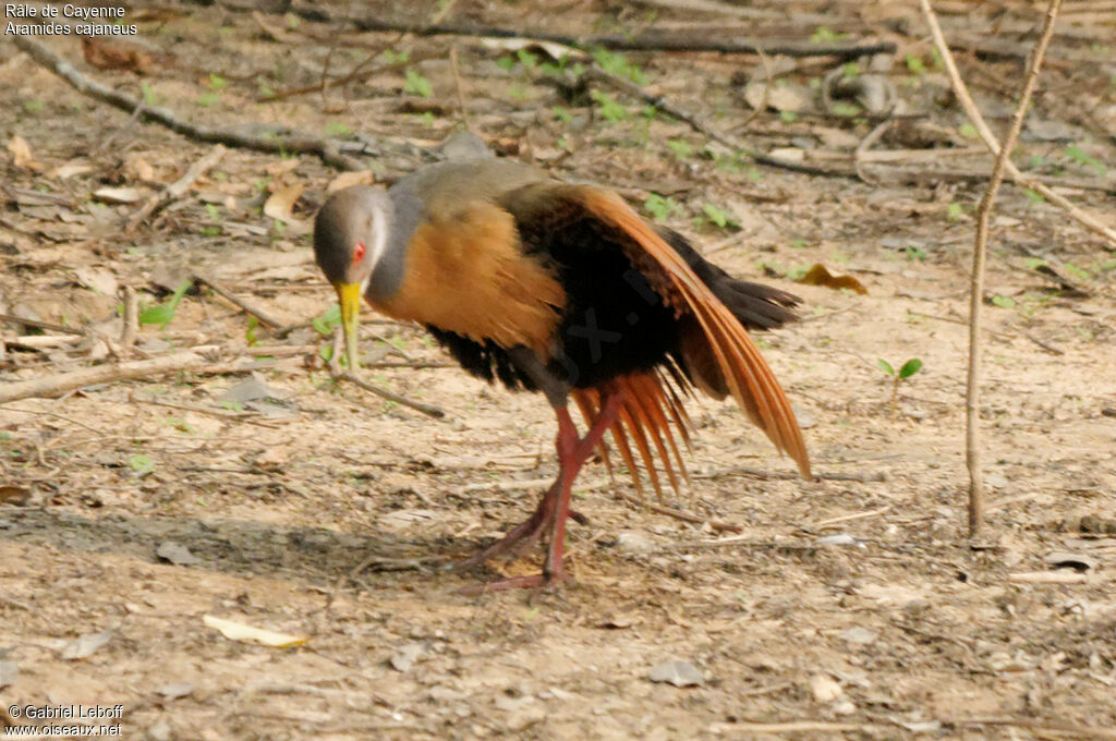 Grey-necked Wood Rail