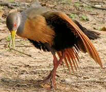 Grey-necked Wood Rail