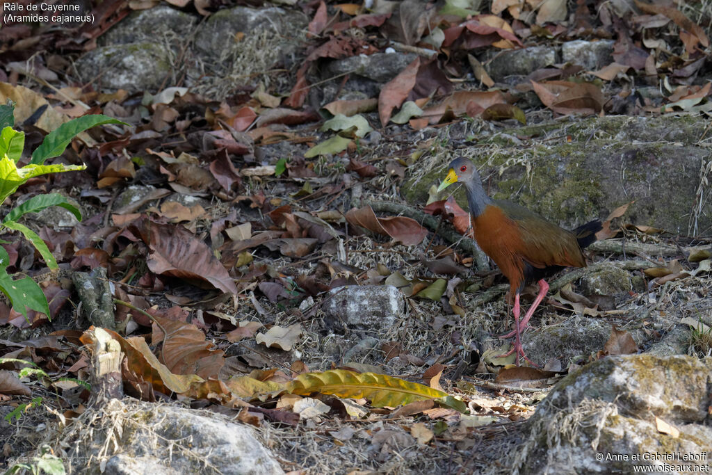 Grey-necked Wood Rail