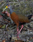 Grey-cowled Wood Rail