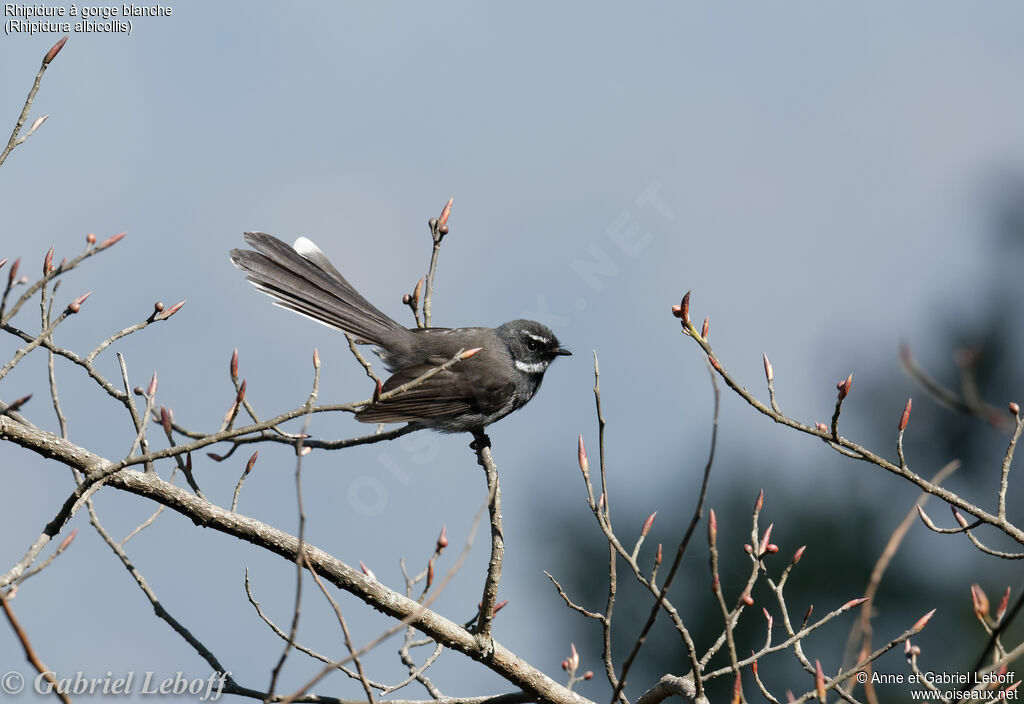 White-throated Fantail