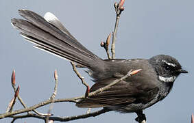 White-throated Fantail