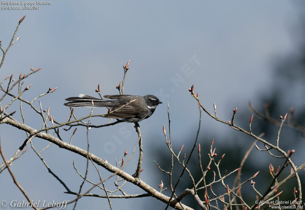 White-throated Fantail