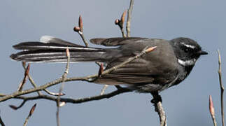 White-throated Fantail