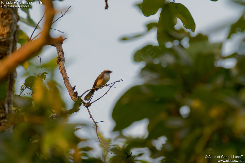White-browed Fantail