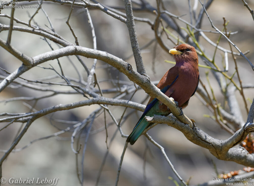 Broad-billed Roller