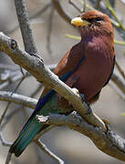 Broad-billed Roller