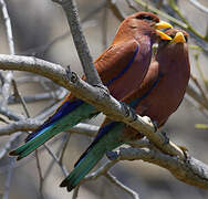 Broad-billed Roller