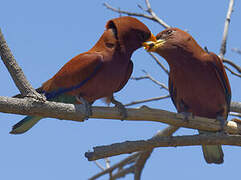 Broad-billed Roller