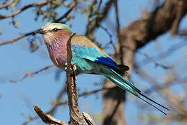 Lilac-breasted Roller