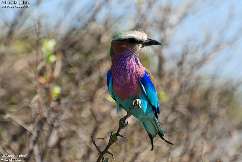 Lilac-breasted Roller