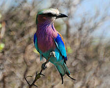 Lilac-breasted Roller