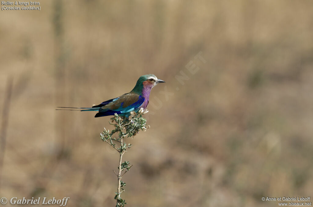 Lilac-breasted Roller