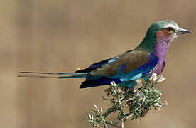 Lilac-breasted Roller