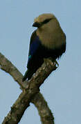 Blue-bellied Roller