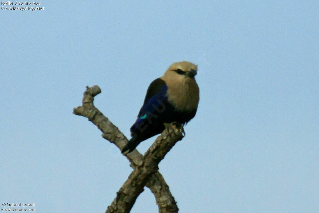 Blue-bellied Roller