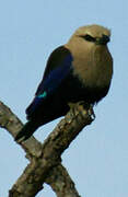 Blue-bellied Roller