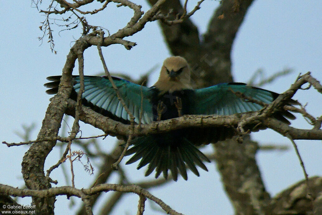 Rollier à ventre bleu