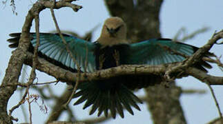 Blue-bellied Roller