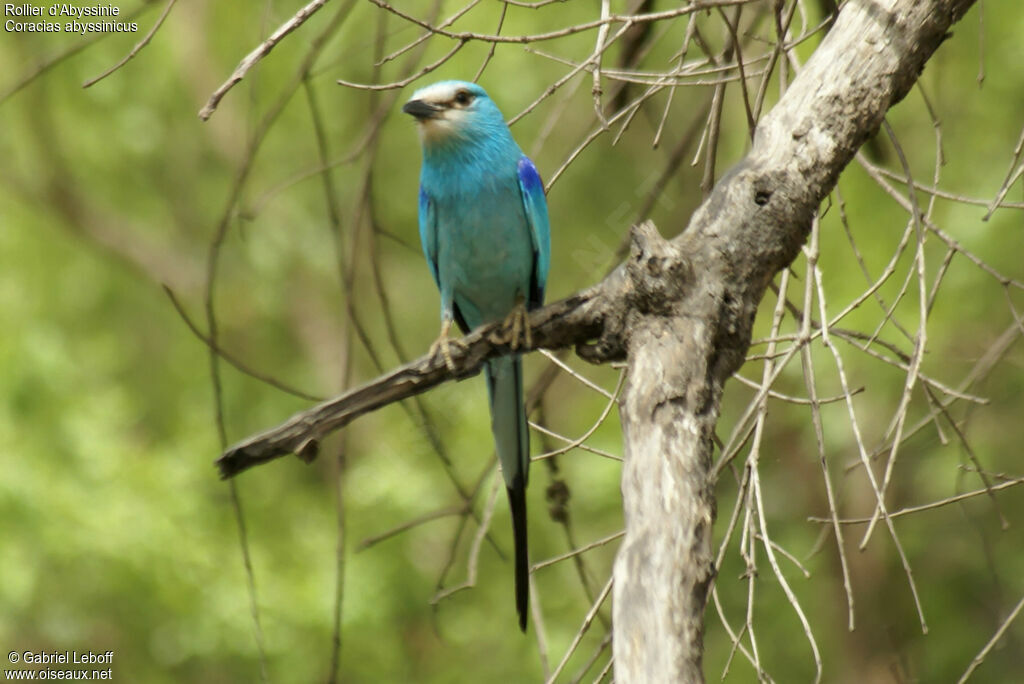 Abyssinian Roller