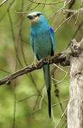 Abyssinian Roller